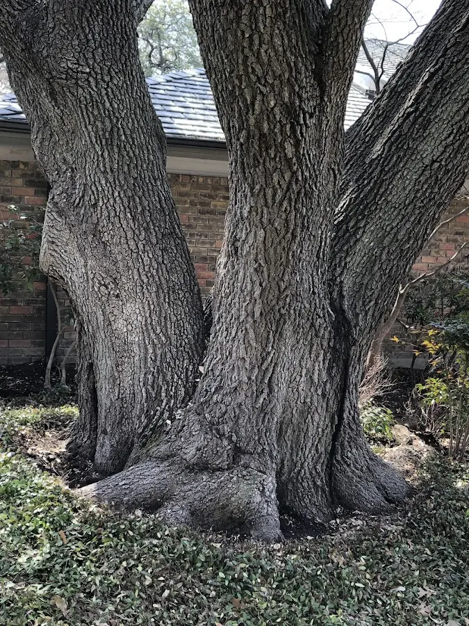 Mature heritage tree close to a Fairport property cared for by certified arborists